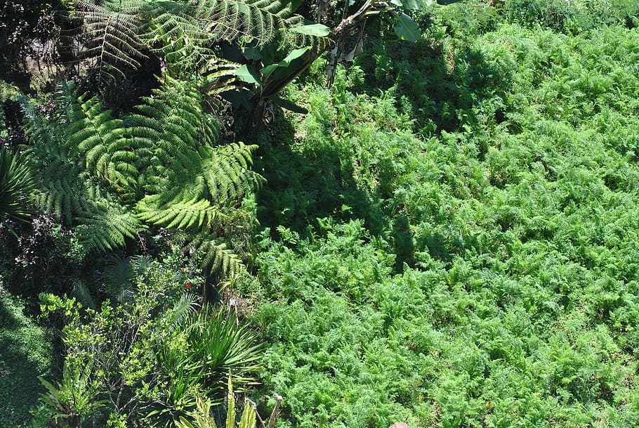 plants, nature, bali, growth, green color, tree, beauty in nature HD wallpaper
