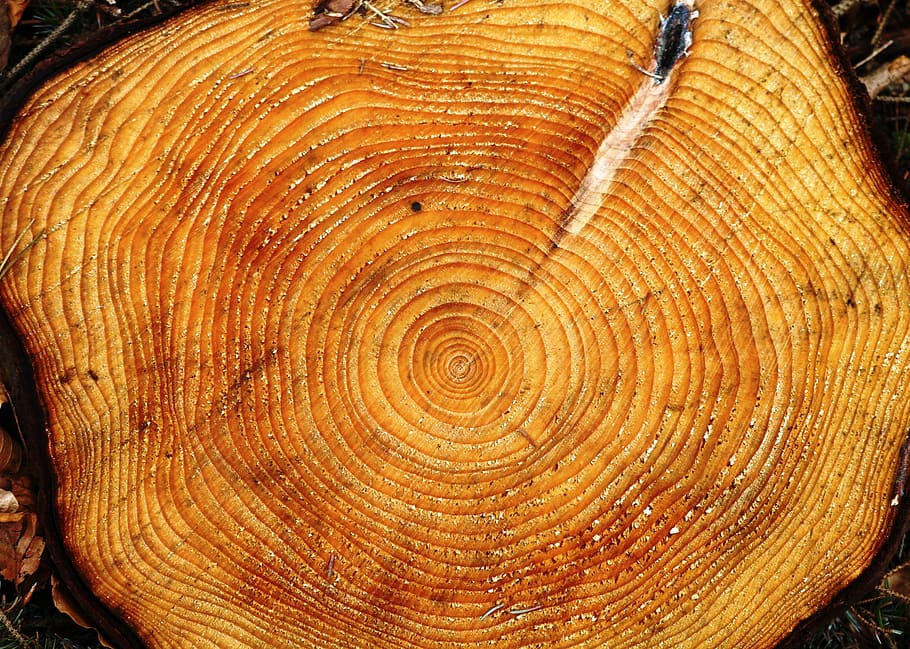 tree, ring, age, growth, concentric, log, tree ring, textured, HD wallpaper