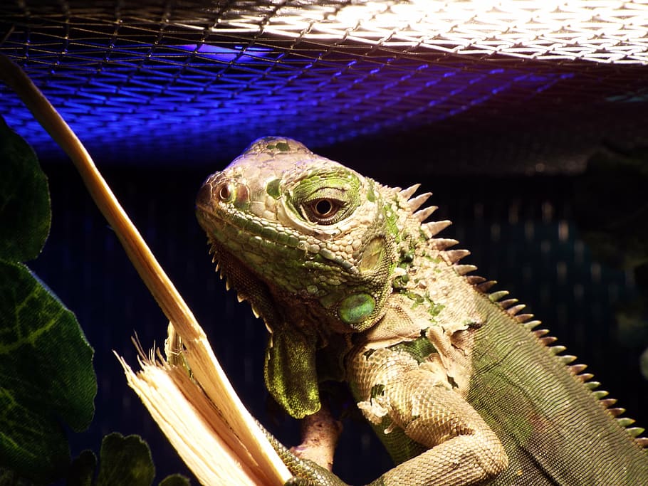 iguana, reptile, captivity, animal, animal themes, lizard, one animal HD wallpaper