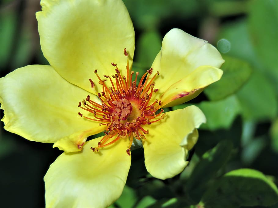 flower, yellow, rust, garden, flowering plant, fragility, vulnerability HD wallpaper