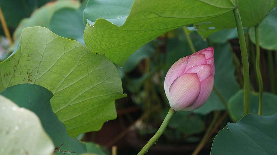 green, lotus, leaf, plant part, flower, flowering plant, beauty in nature HD wallpaper