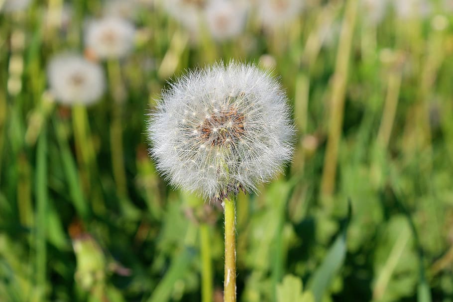 dandelion, flora, nature, grass, summer, flower, plant, flowering plant HD wallpaper