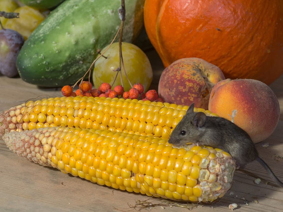 mouse, wild, corn, nager, animal portrait, vegetables, food HD wallpaper