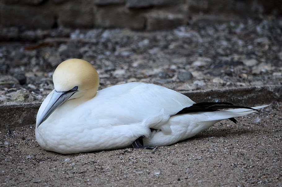 gannet, sea, bird, fly, wings, feather, wildlife, beak, dom HD wallpaper