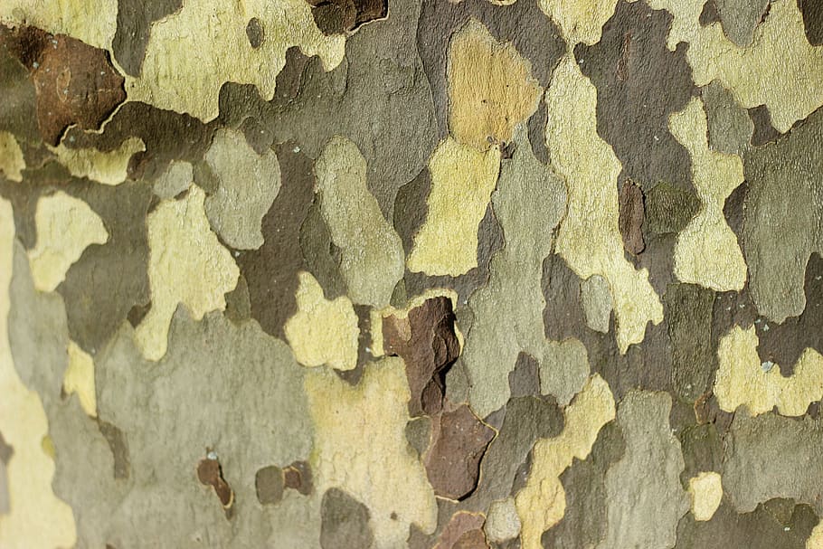 plane, tree, bark, tree bark, colorful, pattern, background HD wallpaper