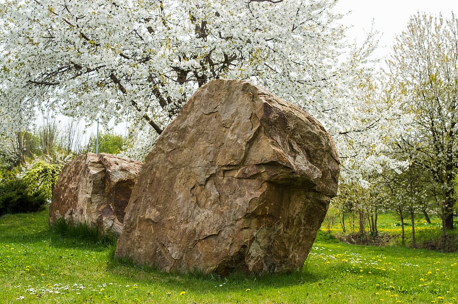 spring, flowers, stone, still life, green, signs of spring HD wallpaper