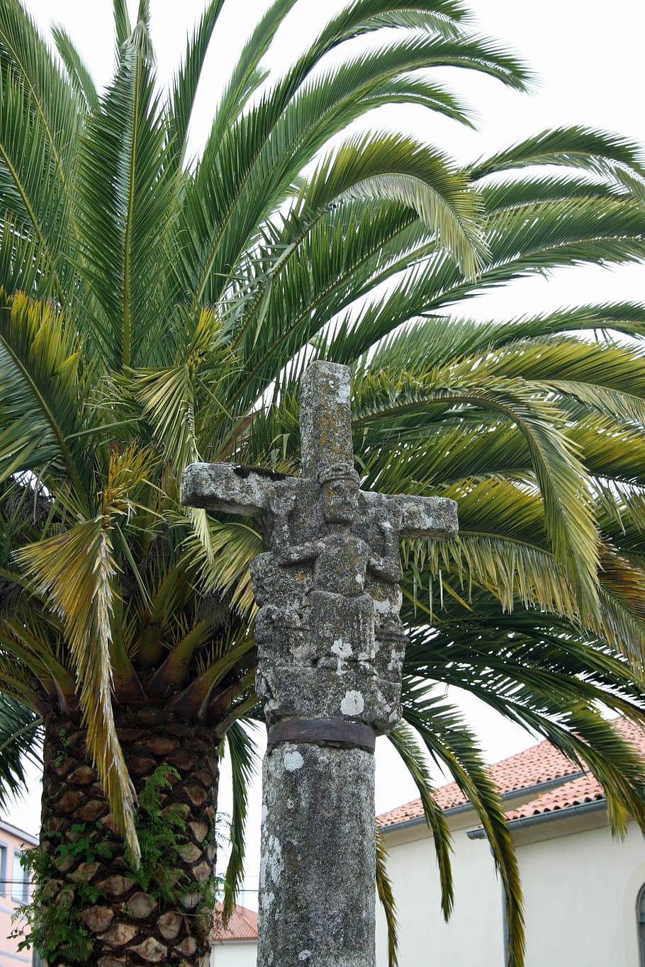 jakobsweg, melide, spain, palm Tree, plant, tropical climate HD wallpaper
