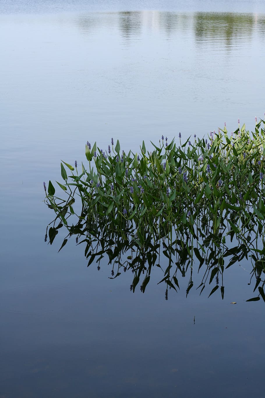 pond, lake, leaves, reflection, green, natural, blue, tranquil HD wallpaper