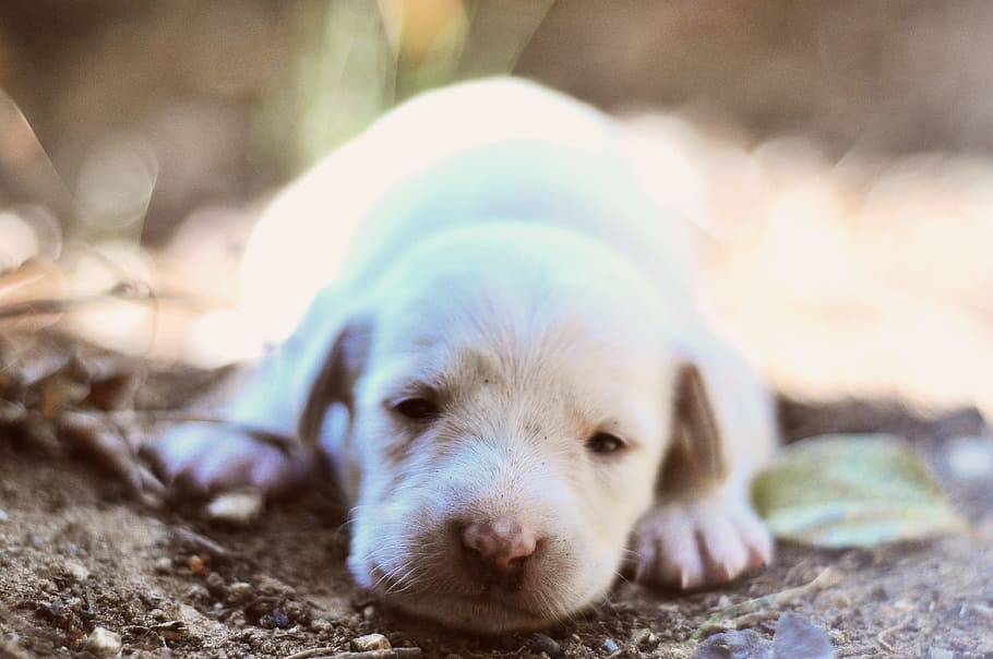 Sleepy white puppy, animals, dog, cute, pets, mammal, young Animal HD wallpaper