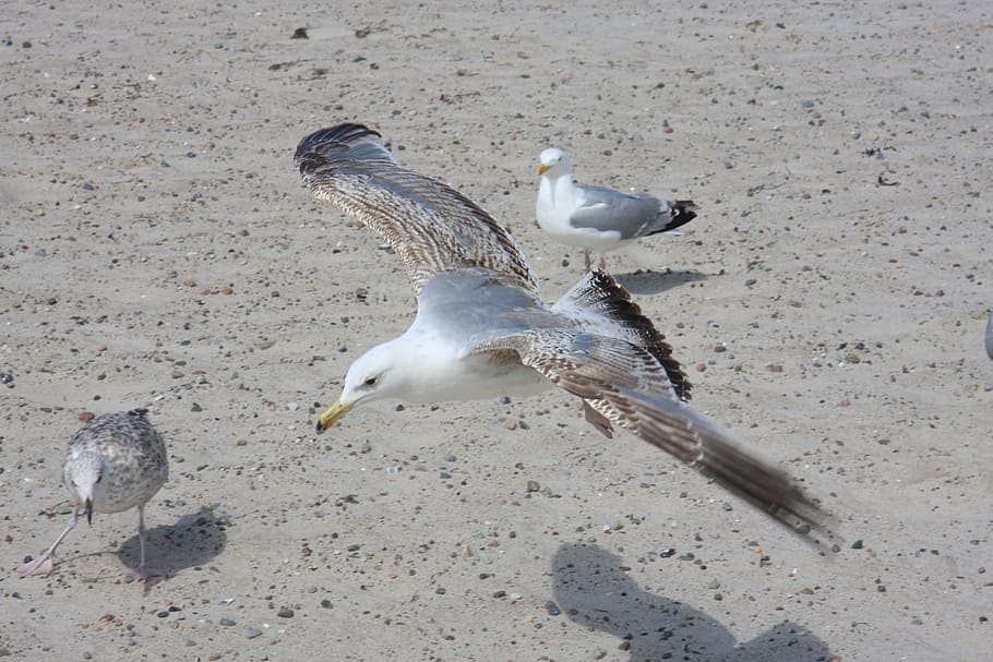 bird, sea, beach, nature, travel, sky, beach chair, baltic sea HD wallpaper