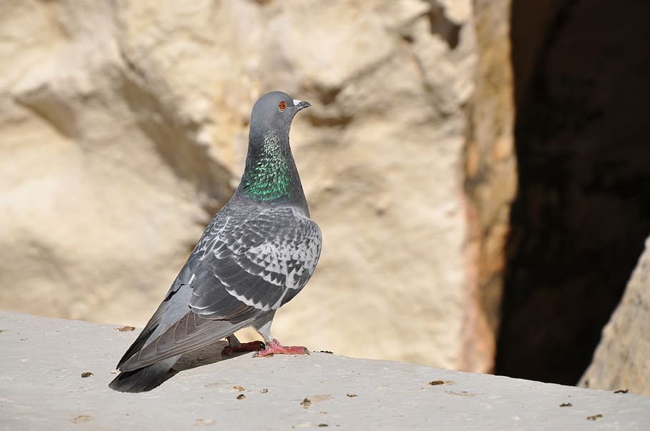dove, bird, feather, wing, peace, pigeon, animal, eye, beak HD wallpaper