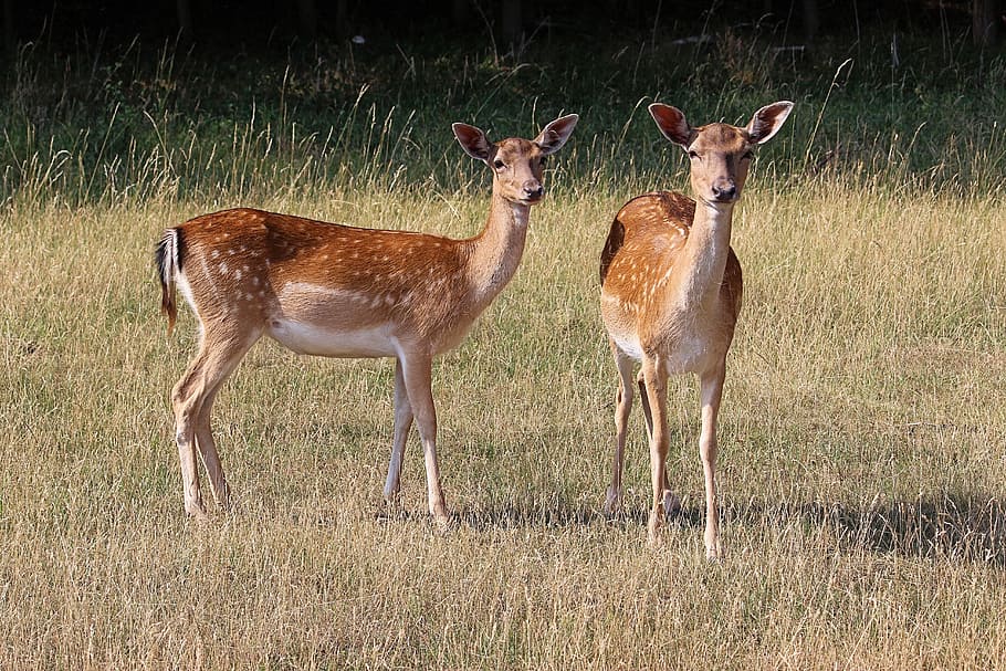 deer, forest, meadow, fallow deer, mammal, nature, roe deer HD wallpaper