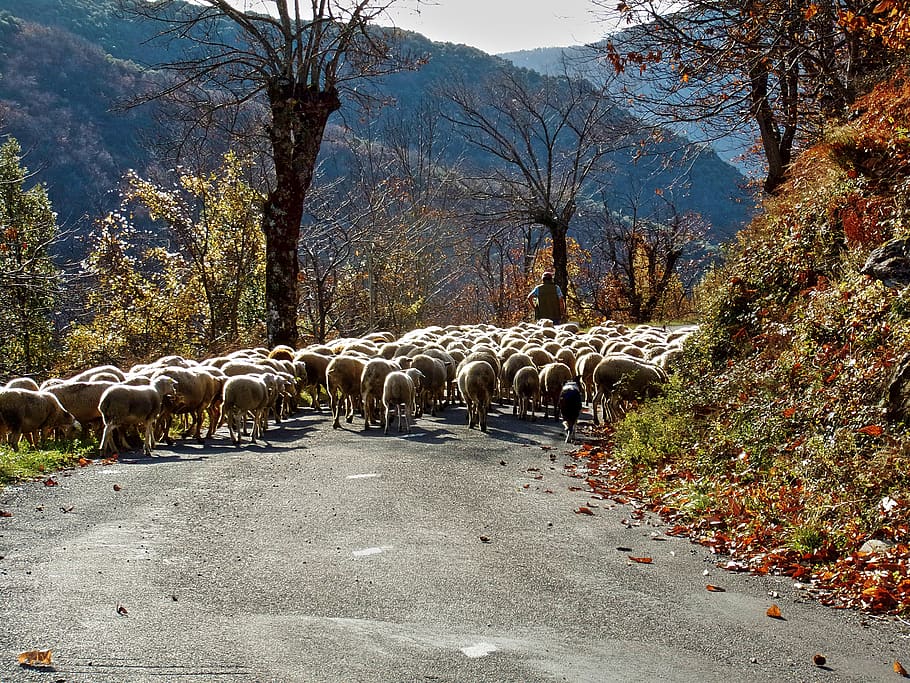 sheep, berger, herd, cévennes, animal themes, mammal, domestic animals HD wallpaper