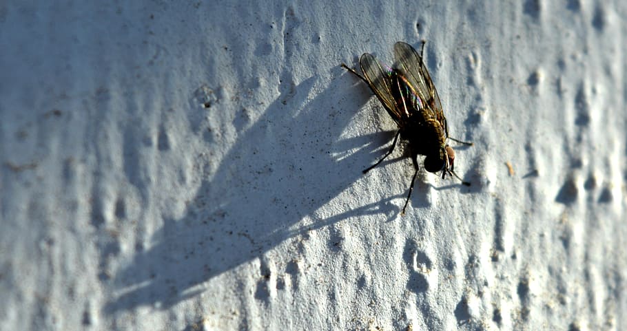 insect, flying, wings, mosquito, flying insect, posing, invertebrate HD wallpaper