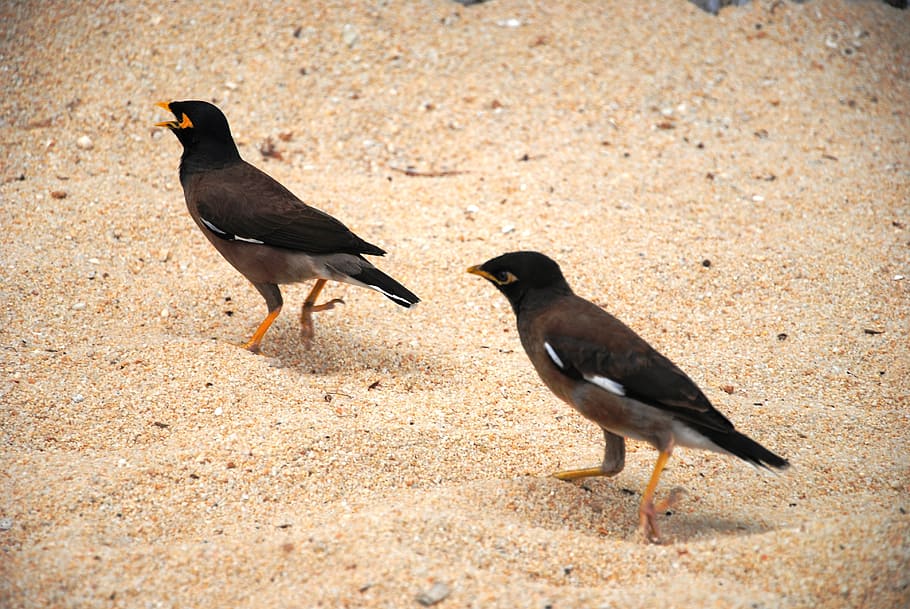 birds, beach, sand, black, thailand, nature, coast, animal HD wallpaper