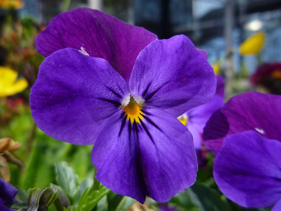 viola, flower, purple, macro, garden, nature, plant, flowering plant HD wallpaper