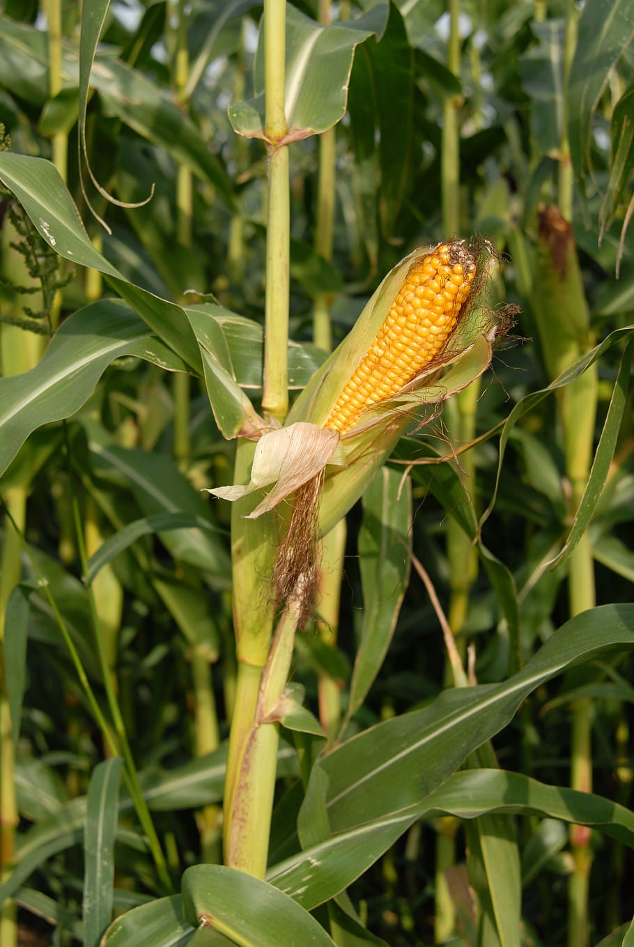 corn on the cob, cereals, plant, growth, green color, day, close-up HD wallpaper