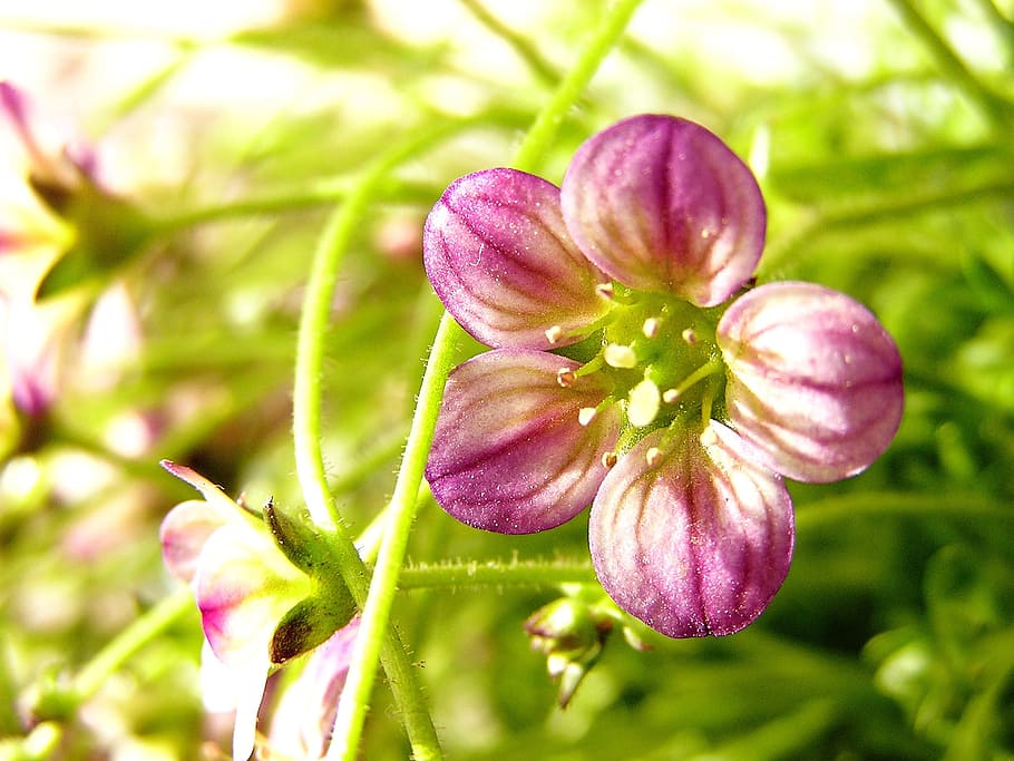 flower, delicate flower, small flower, plant, beauty in nature HD wallpaper