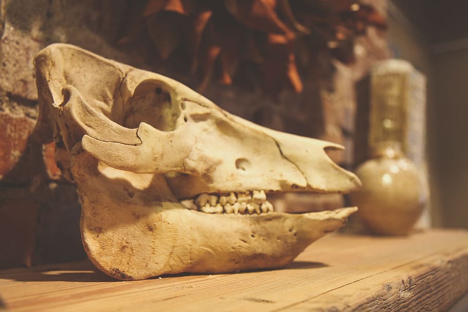 Skull, Animal, Dead, Skeleton, Nature, bone, anatomy, biology, HD wallpaper