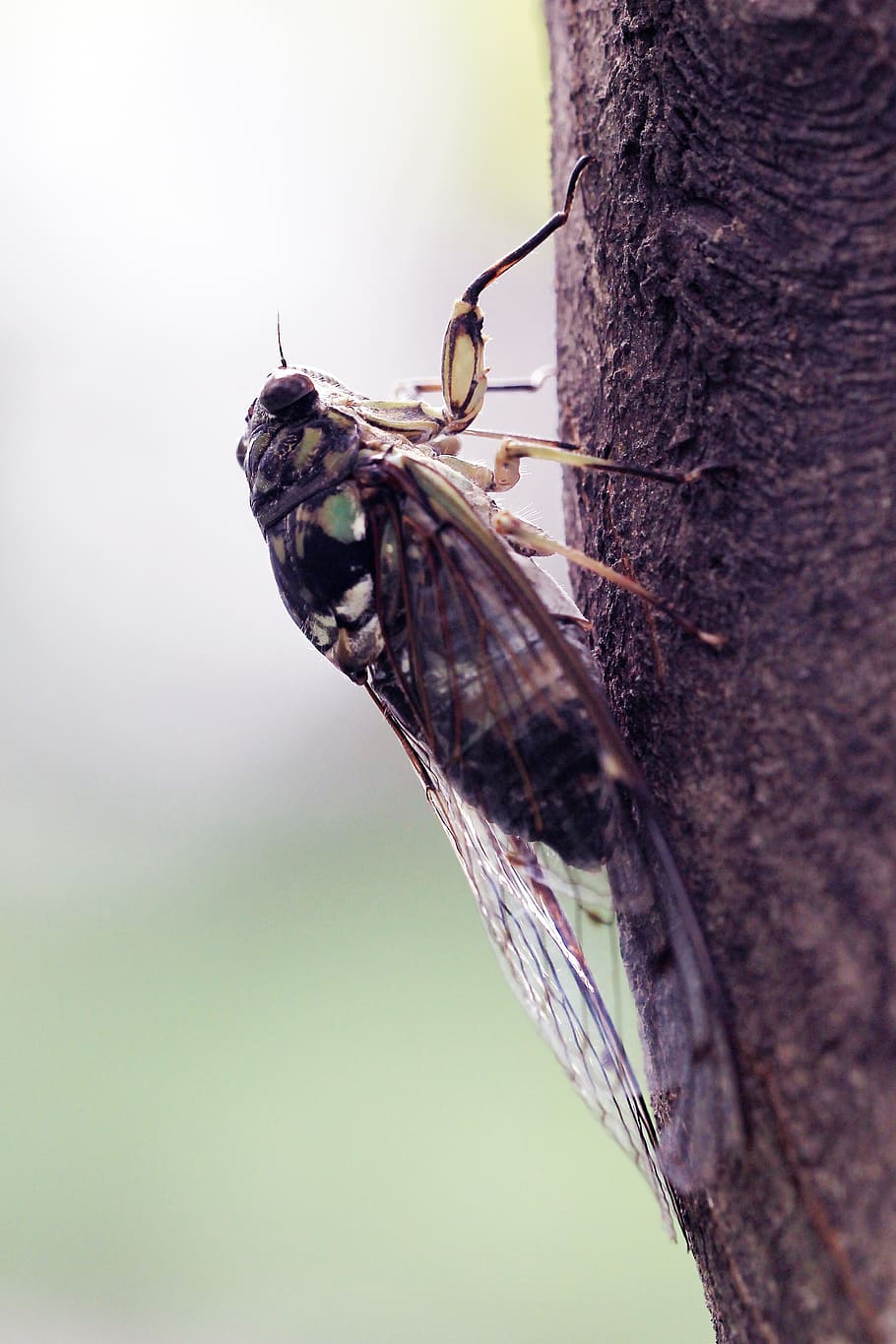 summer, cicada, insects, animals in the wild, animal wildlife HD wallpaper