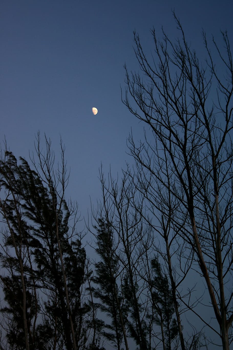 night, silhouette, trees, moon, sky, dusk, evening, nature HD wallpaper