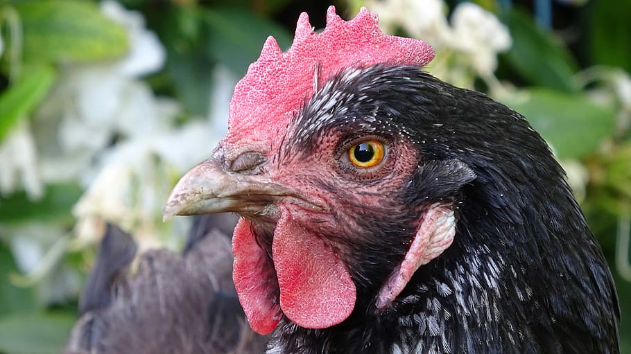 chicken, poultry, chickens, hen, plumage, farm, happy hens, HD wallpaper