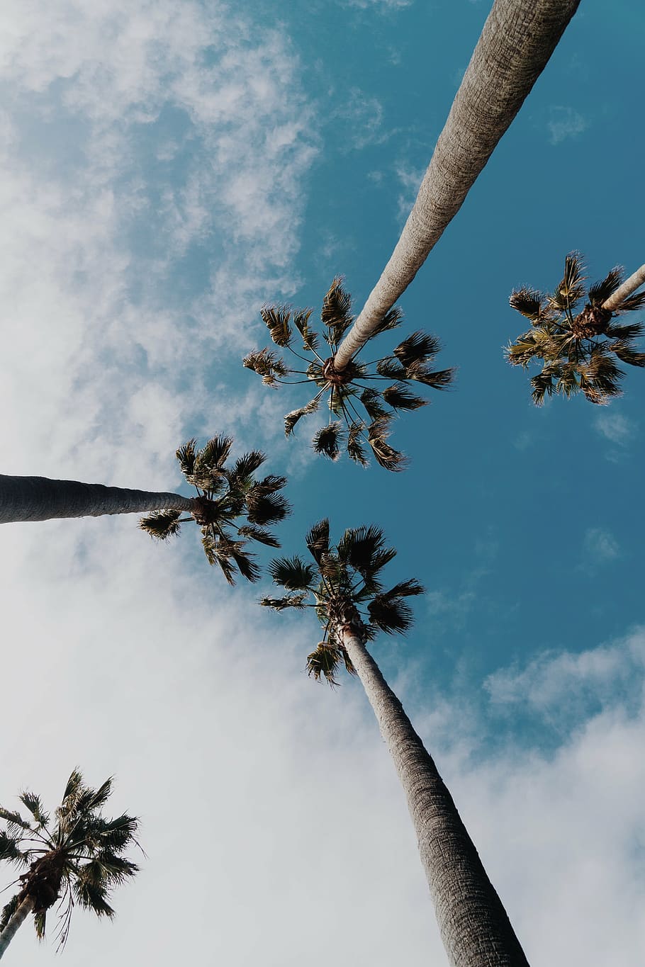 low angle tall tree at daytime, palm tree, tropical, sky, frond HD wallpaper