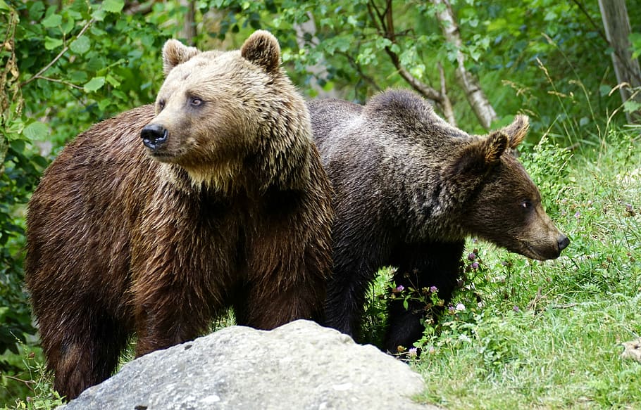 photo of two brown grizzly bears, Brown Bears, Animals, Nature HD wallpaper