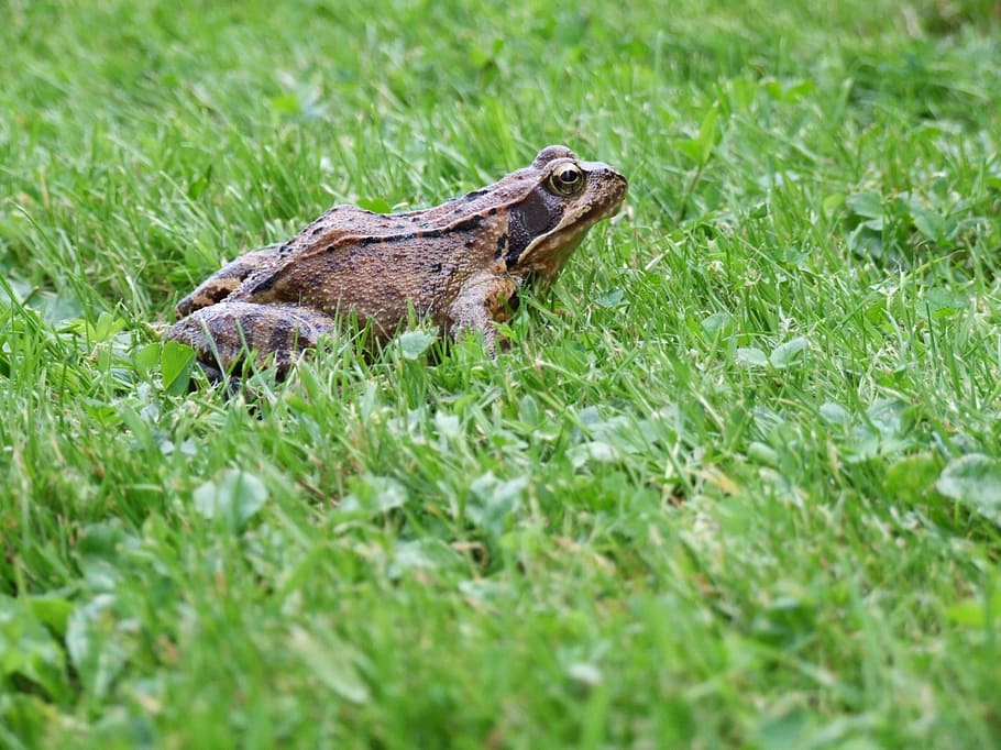frog, grass, summer, meadow, lawn, garden, water, pond, brown frog HD wallpaper