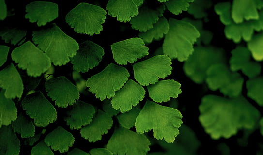 green leaves, greenery, leafe, plant, nature, wallpaper, texure HD wallpaper