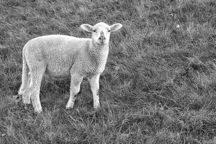 lamb, sheep, pasture, wool, spring, young animal, black and white HD wallpaper