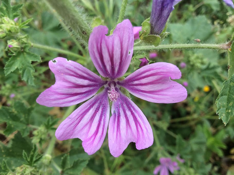 mallow, flower, nature, spring, wild, plants, purple, beauty HD wallpaper