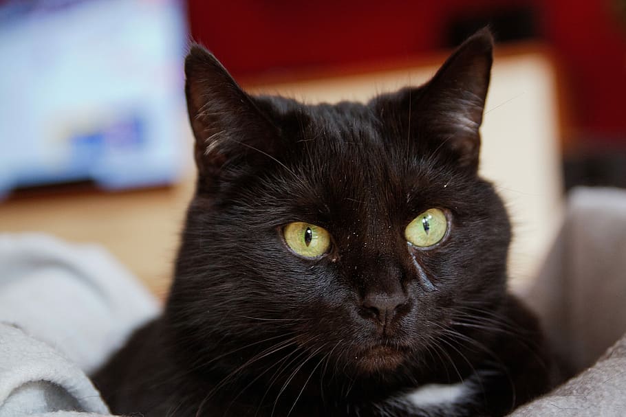 cat, cute, animal, domestic, pets, domestic cat, mammal, domestic animals HD wallpaper