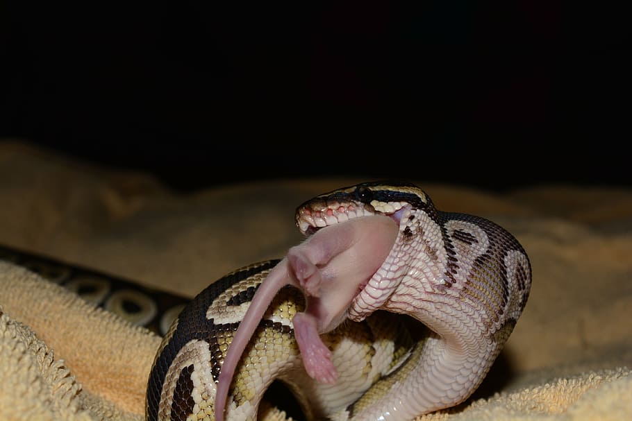 constrictor, python, snake, animal, eat, rat, full, one animal HD wallpaper