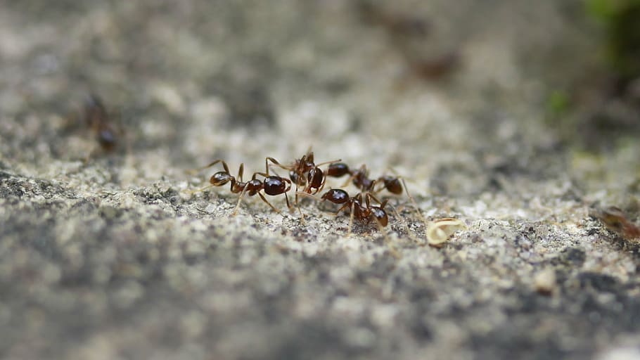 is, insects, close-up, animal wildlife, animal themes, animals in the wild HD wallpaper