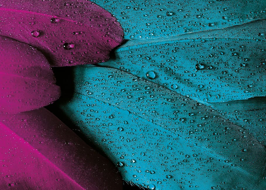 macro photography of blue and purple leaves with water drops HD wallpaper