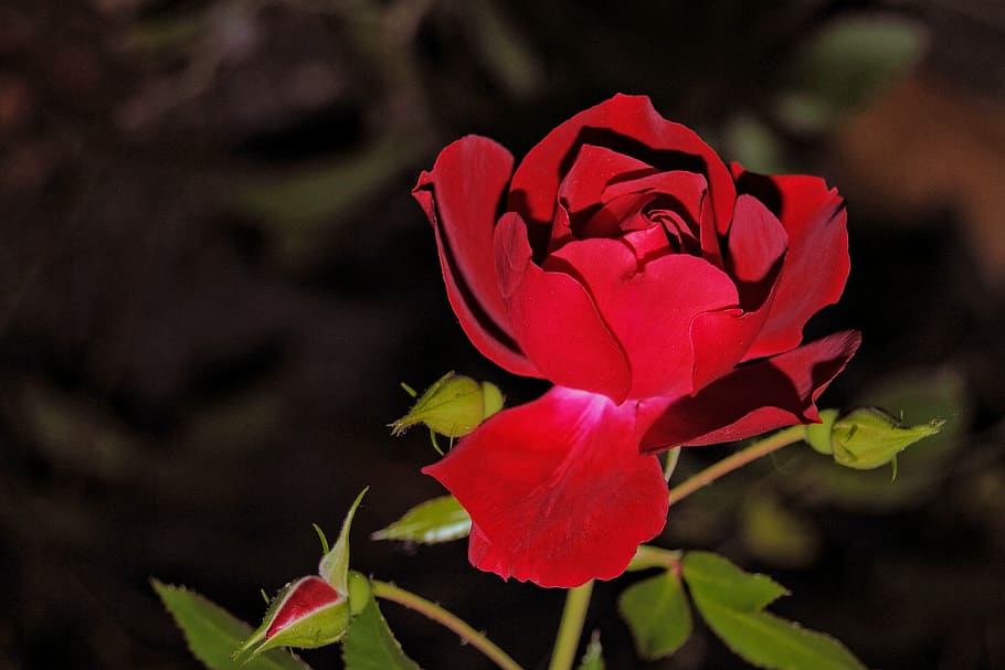 rose, blossom, bloom, red, red rose, rose blooms, garden roses HD wallpaper