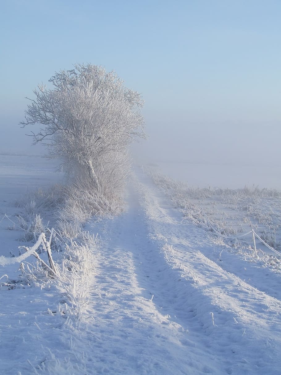 winter, white, snow, away, cold, wintry, mood, nature, landscape HD wallpaper