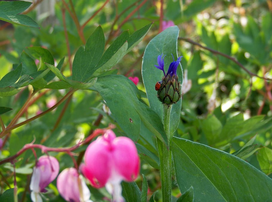 flower, lady bug, purple, thistle, nature, green, pink, spring HD wallpaper