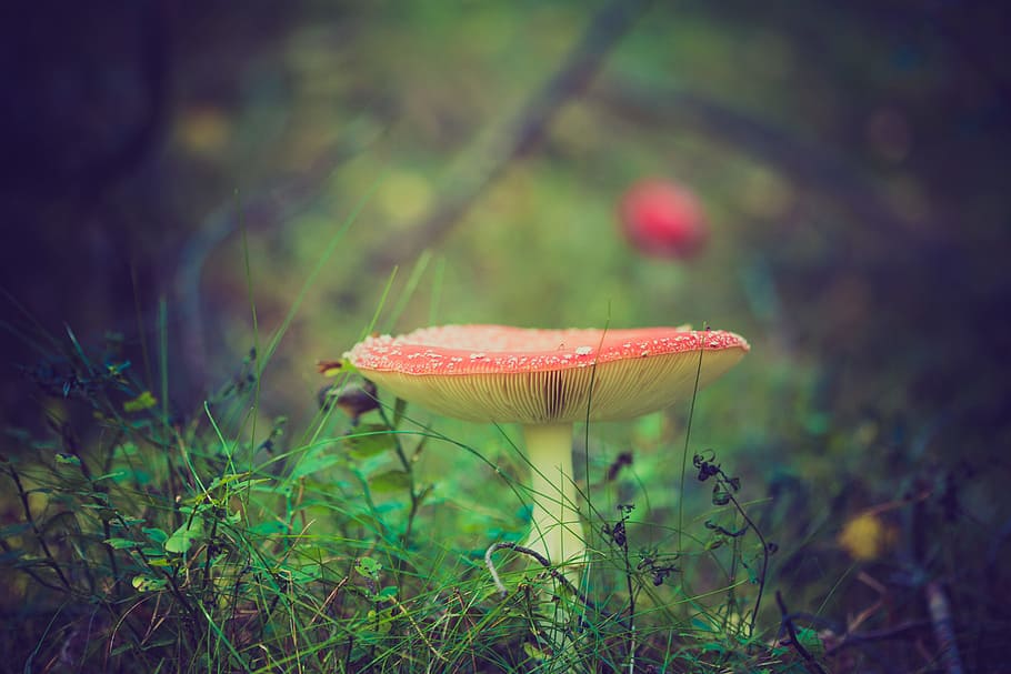 red and yellow mushroom macro photography, round red and white mushroom on macro shot, HD wallpaper
