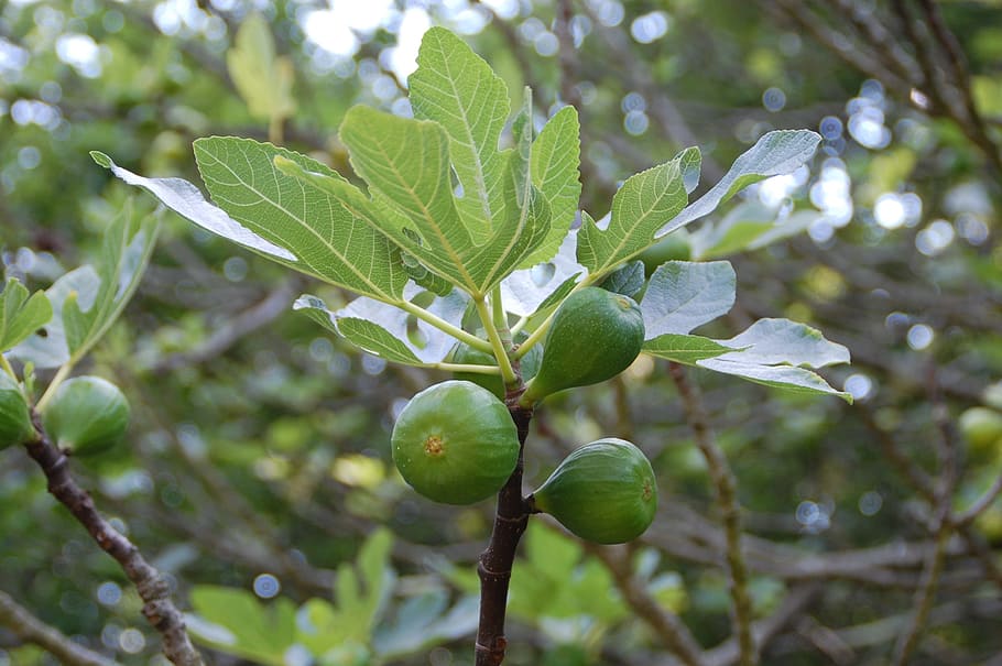 fig, fruit, south, provence, plant, leaf, growth, plant part HD wallpaper