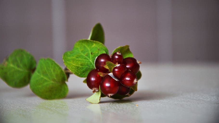 wild fruit, fresh, healthy, red fruit, nature, healthy eating HD wallpaper