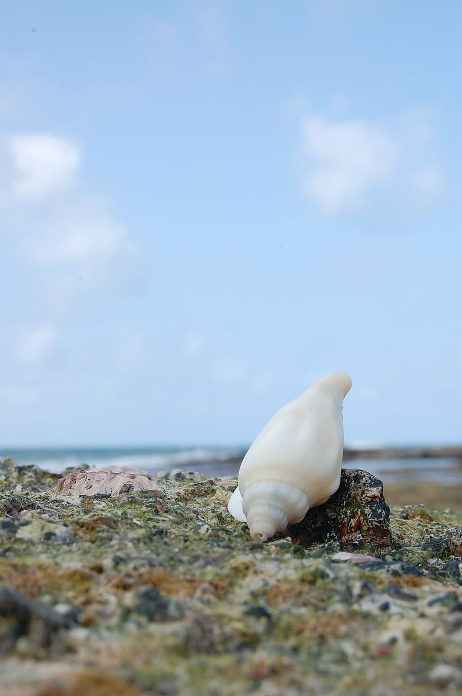 natuna, sea, shells, sky, animal wildlife, beach, nature, water HD wallpaper