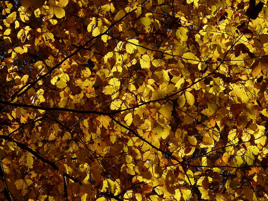 Beech, Fagus Sylvatica, deciduous tree, golden autumn, golden october HD wallpaper