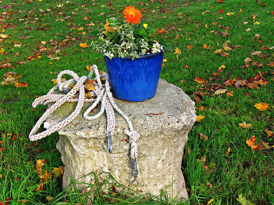 bucket, trunk, flower, foliage, plant, flowering plant, nature HD wallpaper