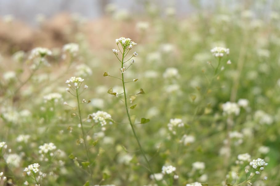 spring, serenity, wild flowers, plant, flowering plant, growth HD wallpaper