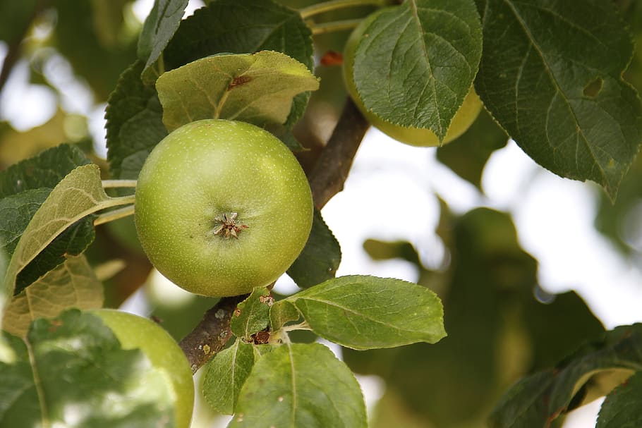 apple, green, autumn, leaf, plant part, fruit, green color HD wallpaper