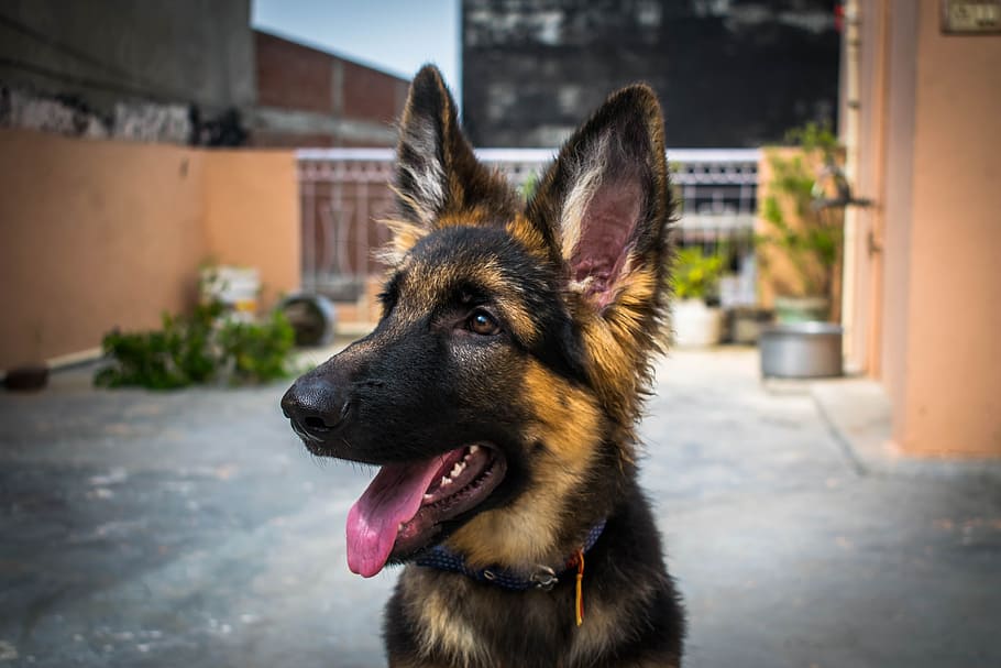 black and tan German shepherd close-up photography, dog, puppy, HD wallpaper