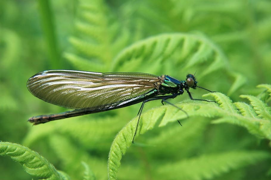 insect, macro, dragonfly, closeup, leaf, green, nature, invertebrate HD wallpaper