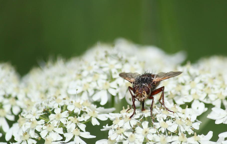 fly, blossom, bloom, insect, close, animal, nature, macro, summer HD wallpaper